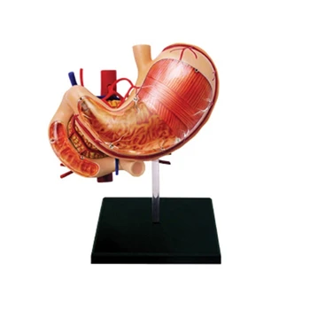 Dropship Človeški Želodec & Trebušne Slinavke Medicinski Model Želodca, Anatomija Model Človeških Organov Model