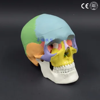 Življenje velikost barvni head model, naravno človeško lobanjo, za odrasle glavo, anatomijo medicinske 19x15x21cm